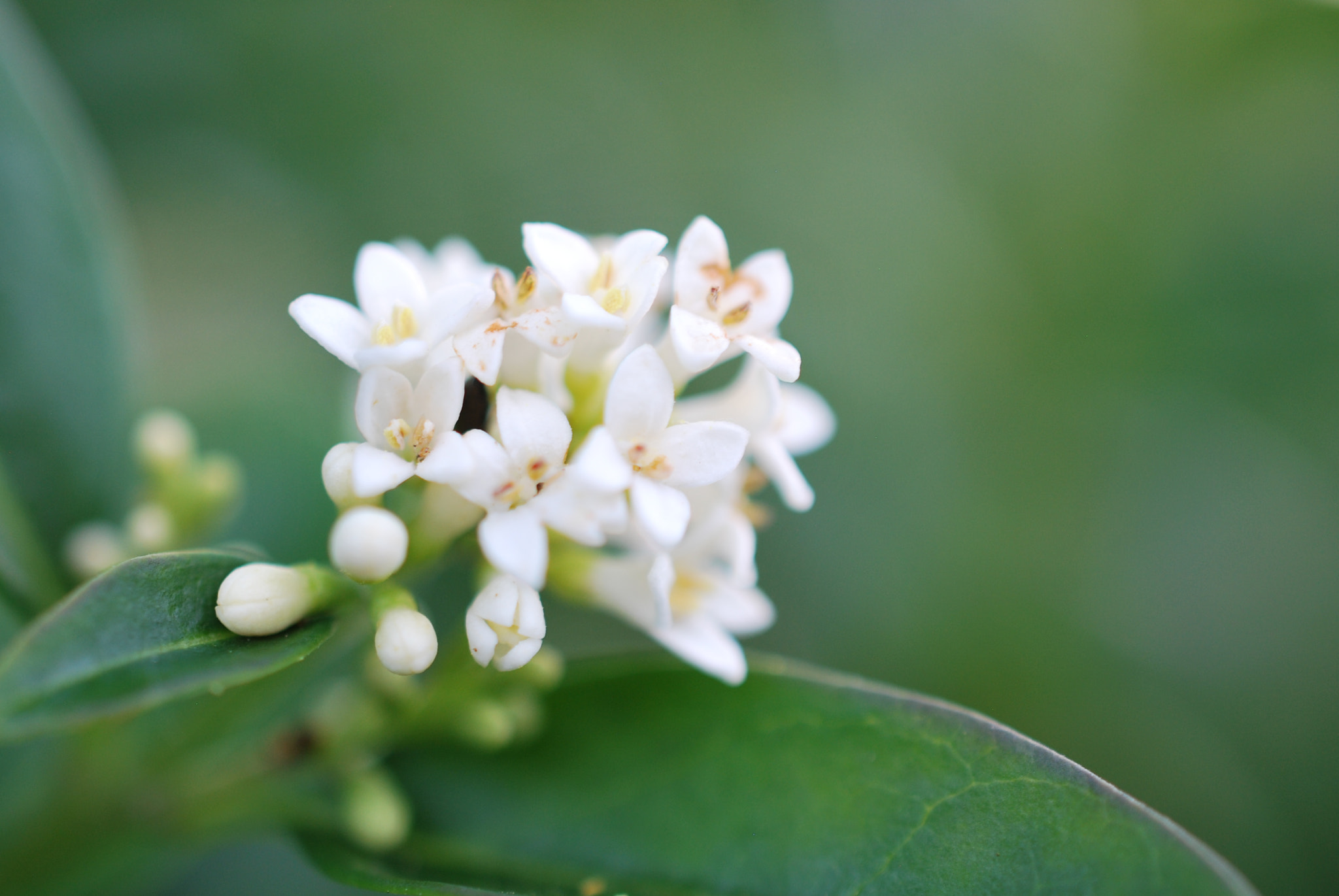 Nikon D60 + Nikon AF-S DX Micro Nikkor 40mm F2.8 sample photo. Flower photography