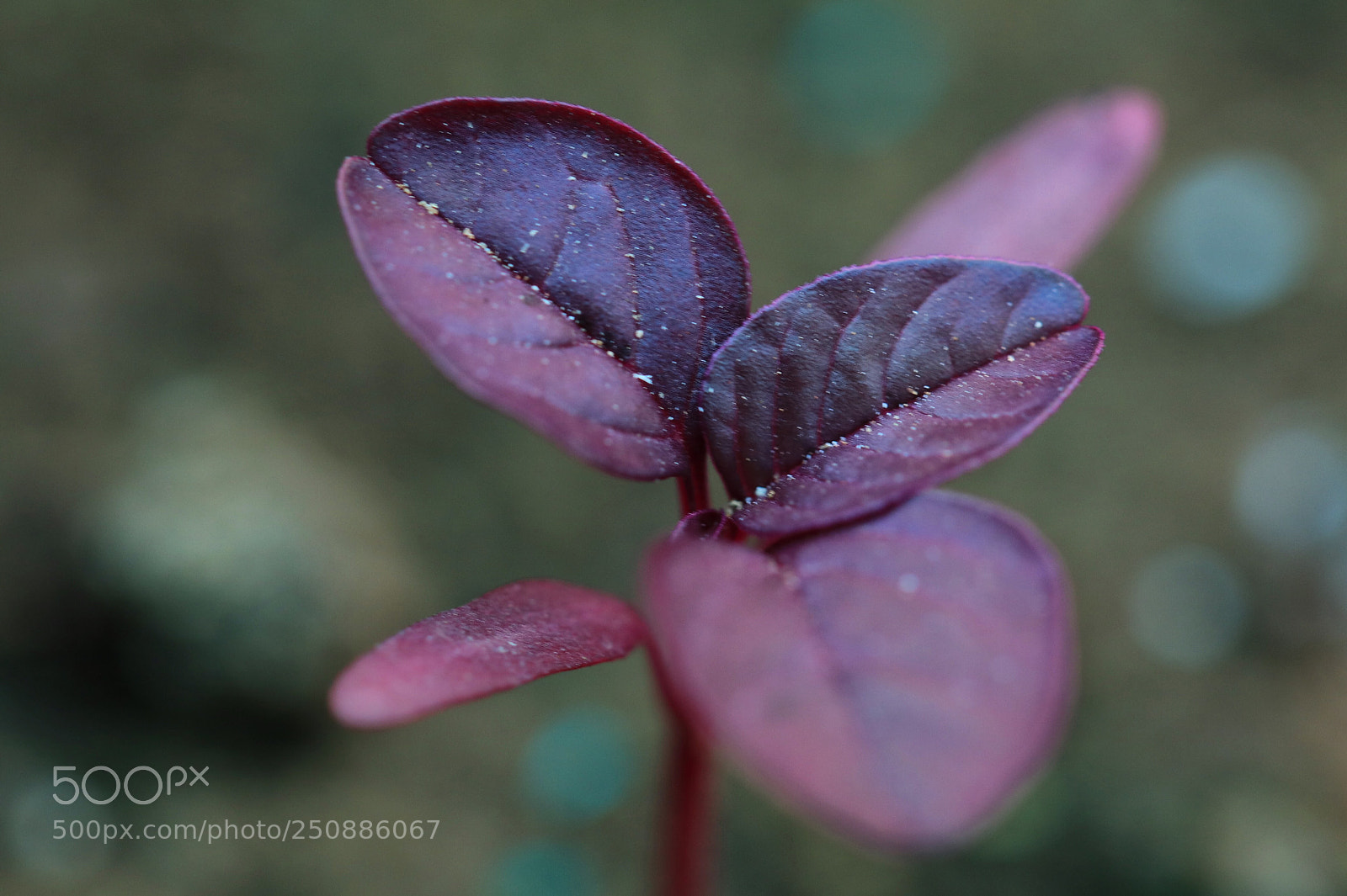 Canon EOS 80D sample photo. Purple green photography