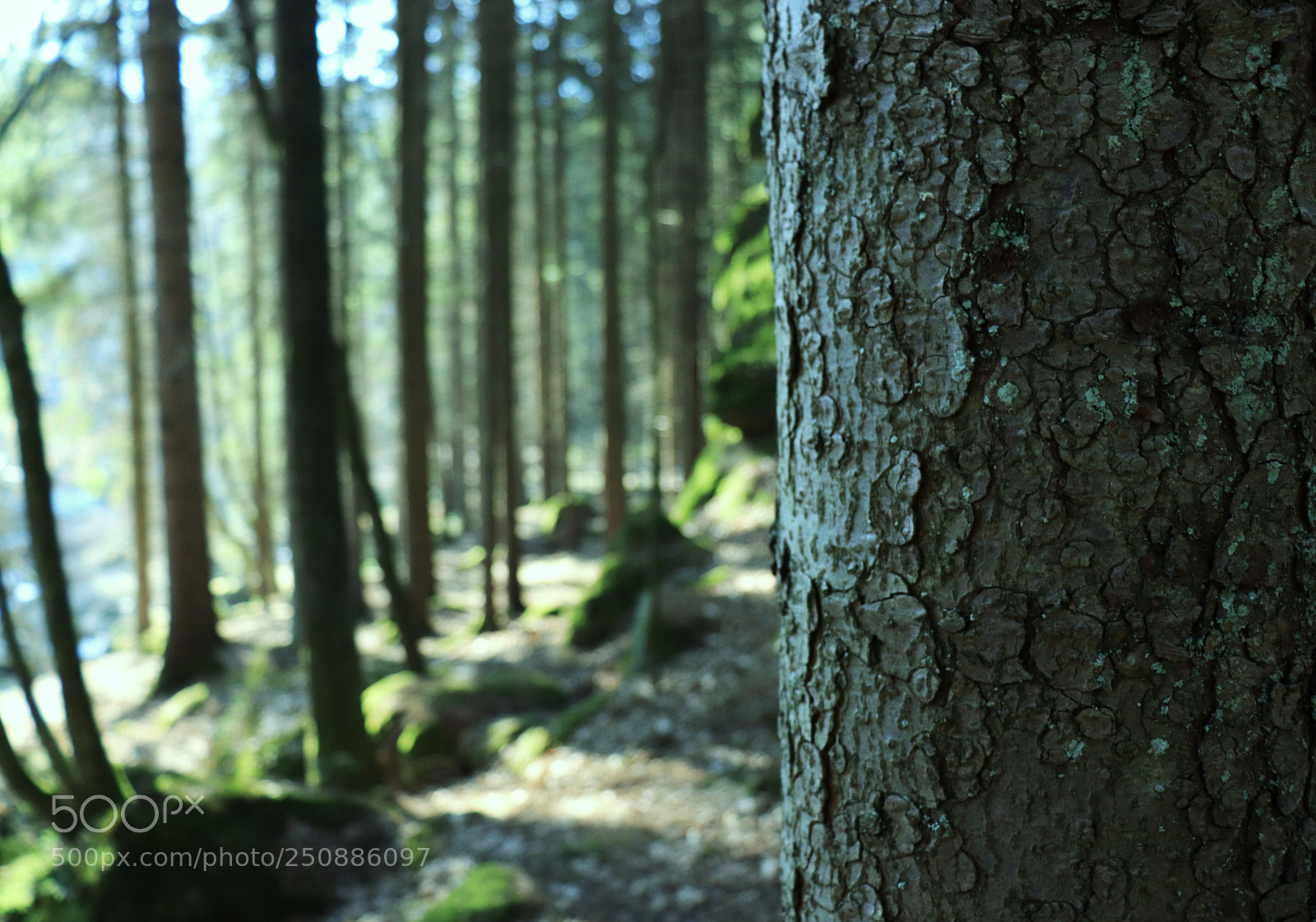 Canon EOS 77D (EOS 9000D / EOS 770D) sample photo. Untitled photography