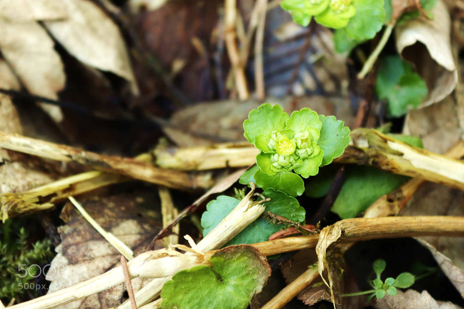 Canon EOS 77D (EOS 9000D / EOS 770D) sample photo. Untitled photography