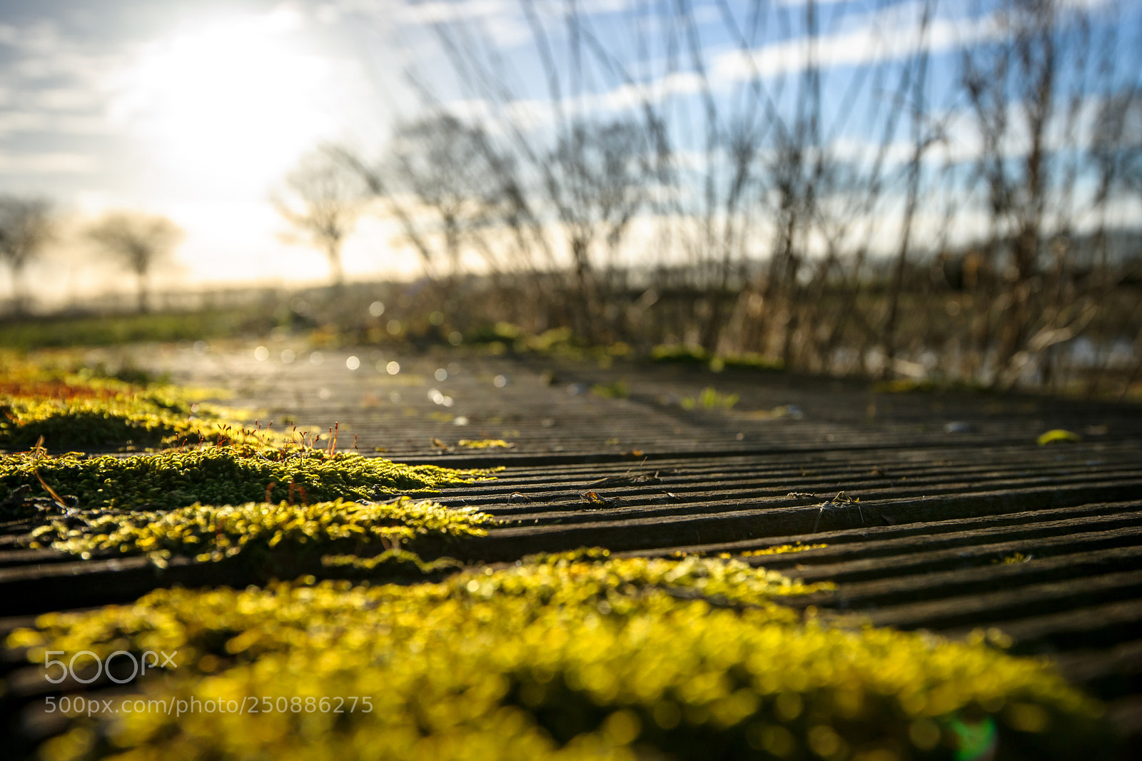 Sony Alpha DSLR-A900 sample photo. Road view met green photography