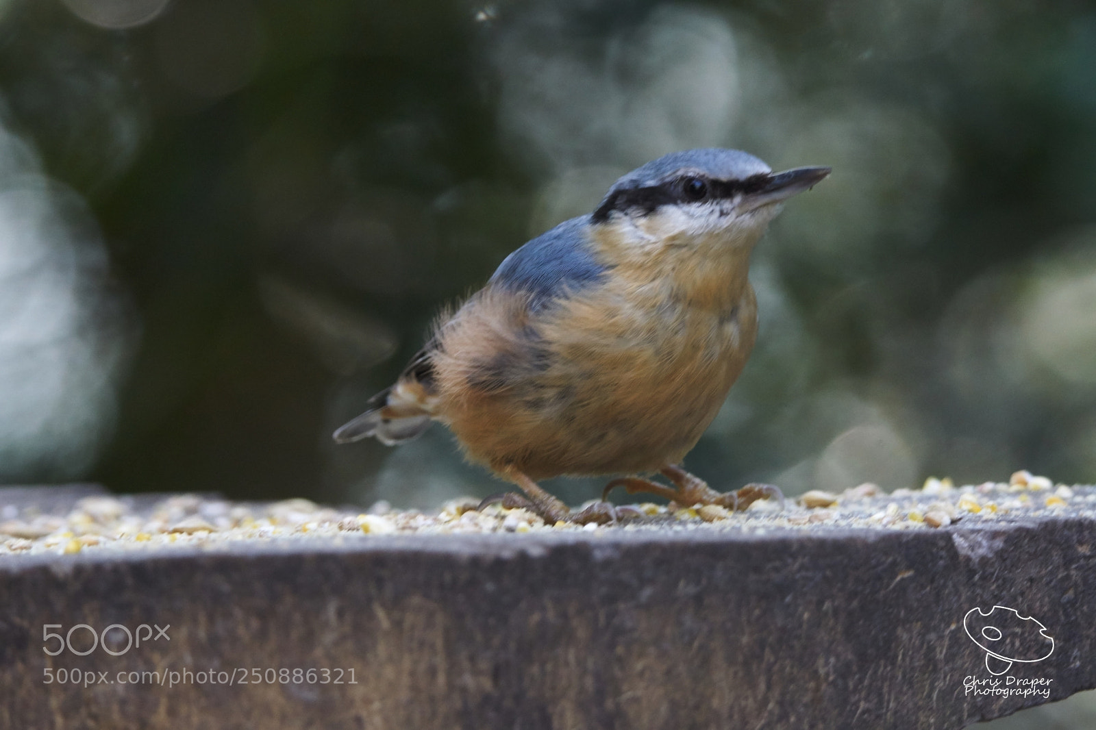 Sony ILCA-77M2 sample photo. Nuthatch photography