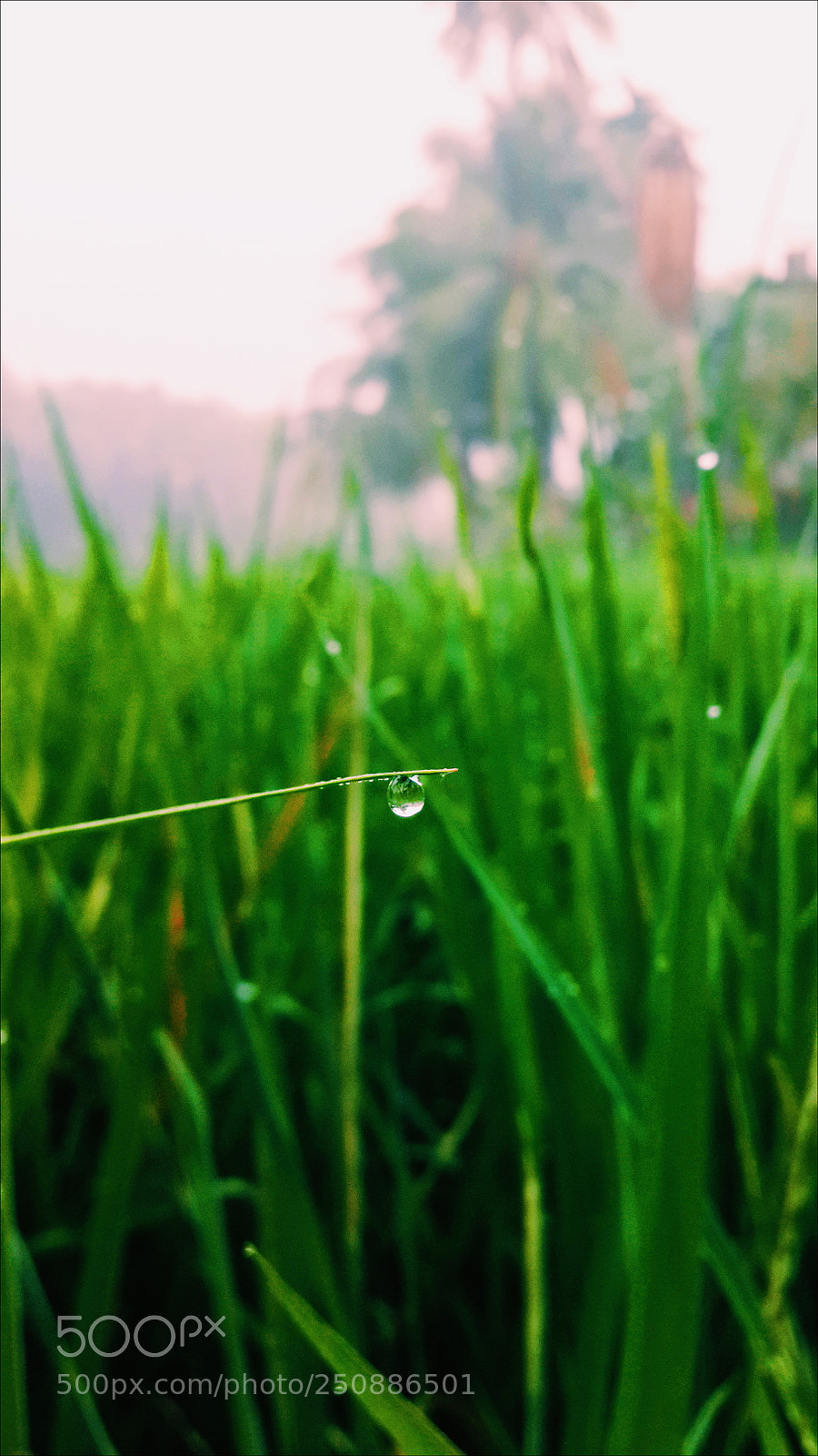 Samsung Galaxy S4 sample photo. Dew photography