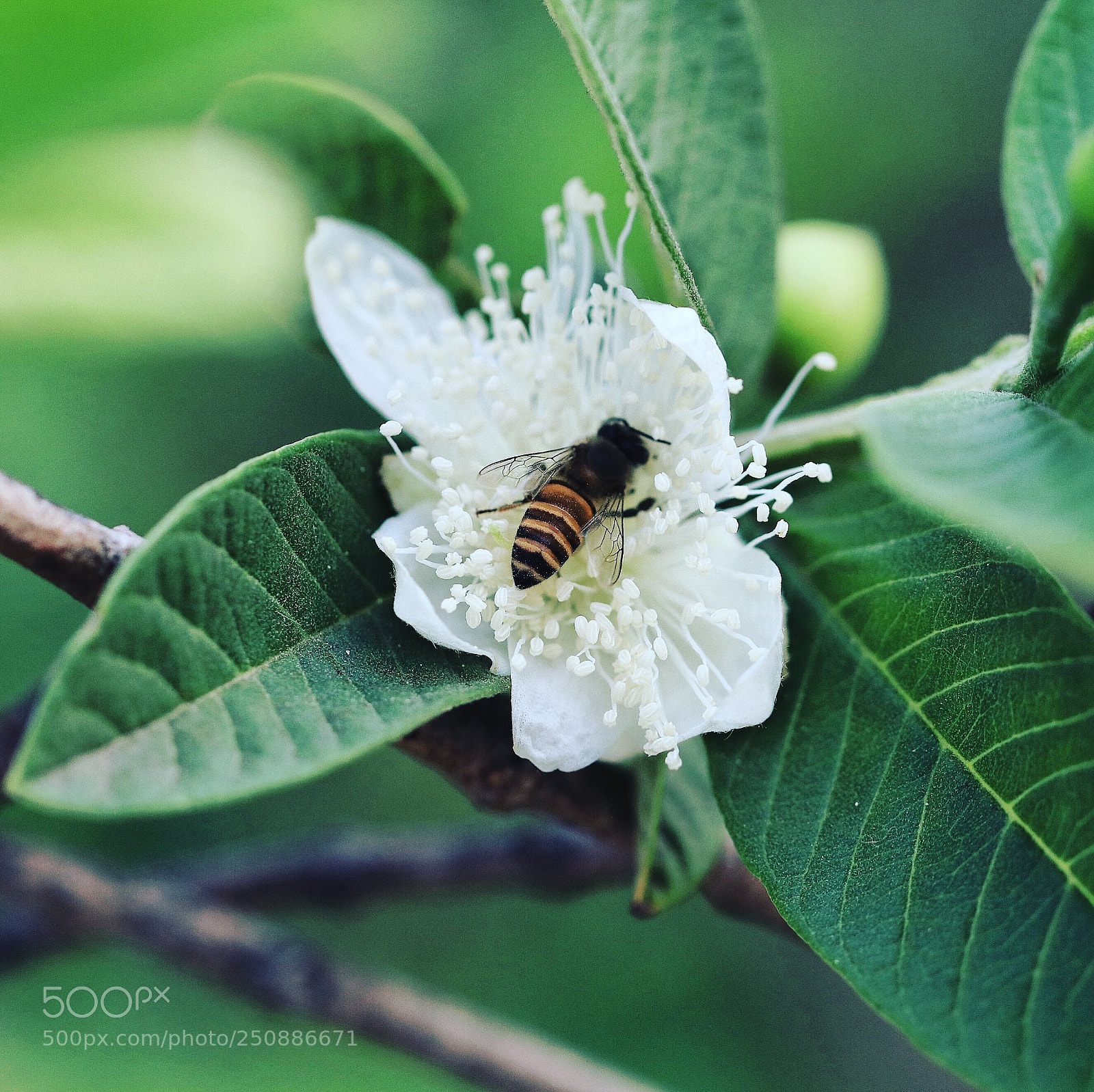 Canon EOS 80D sample photo. Bee photography