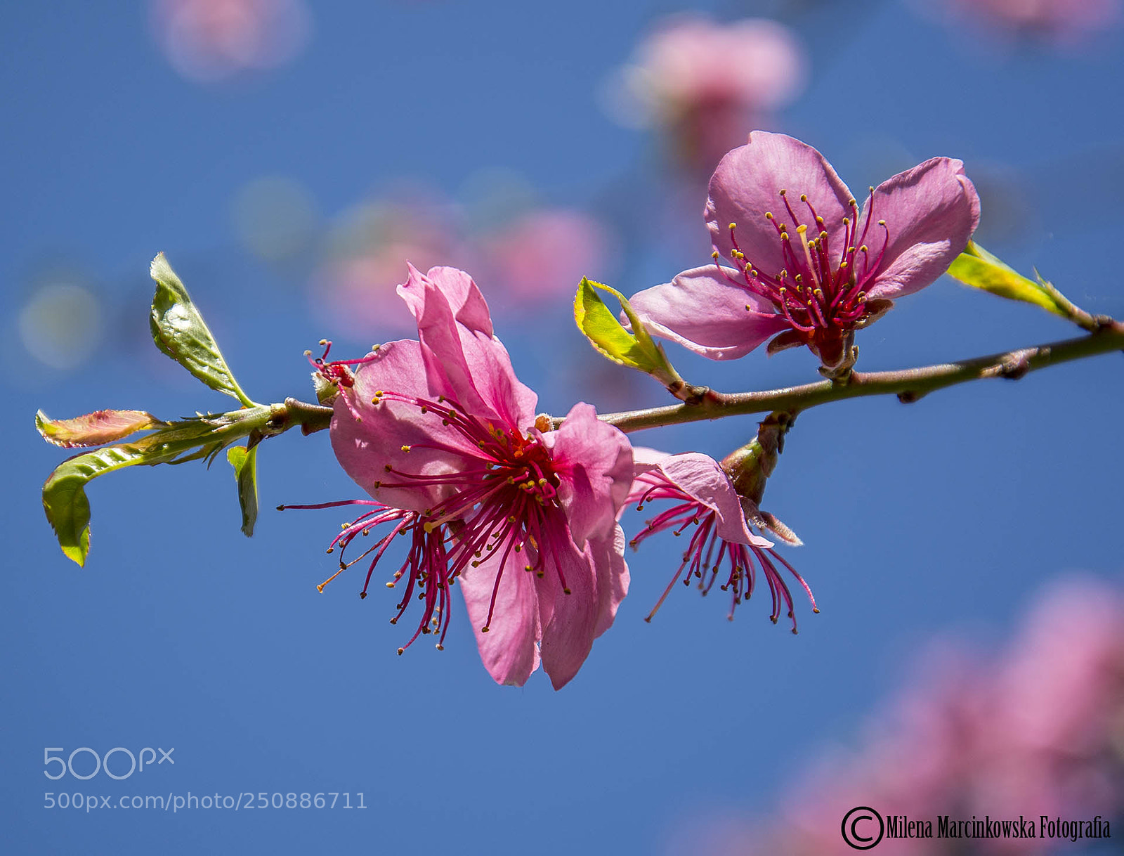 Nikon D5200 sample photo. Peach flowers photography
