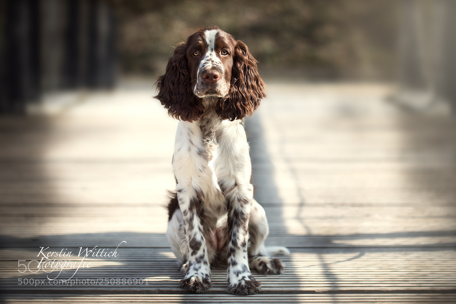 Canon EOS 5D Mark IV sample photo. Not guilty photography