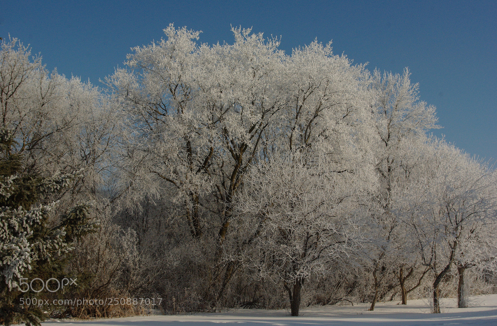 Pentax K200D sample photo. Hoar frost two photography