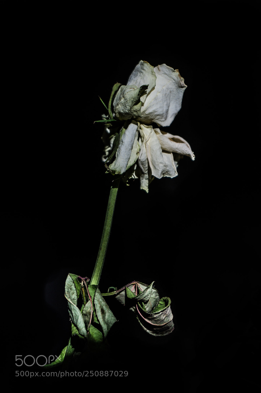 Sony a6300 sample photo. Dying flower photography
