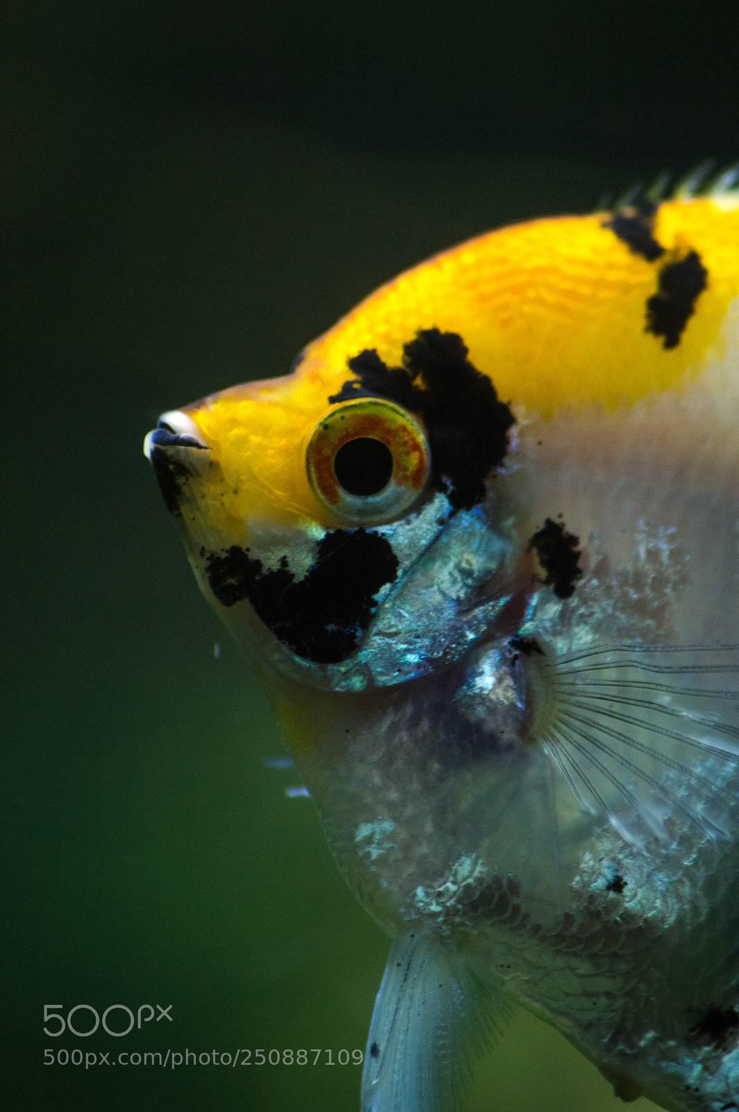 Nikon D3200 sample photo. Angelfish photography