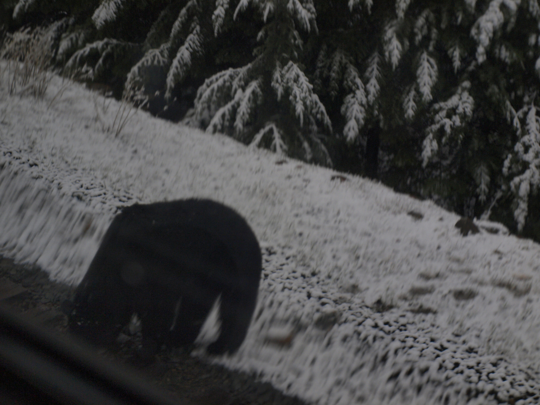 Olympus E-450 (EVOLT E-450) sample photo. Un petit ours sur le bord de la voie photography