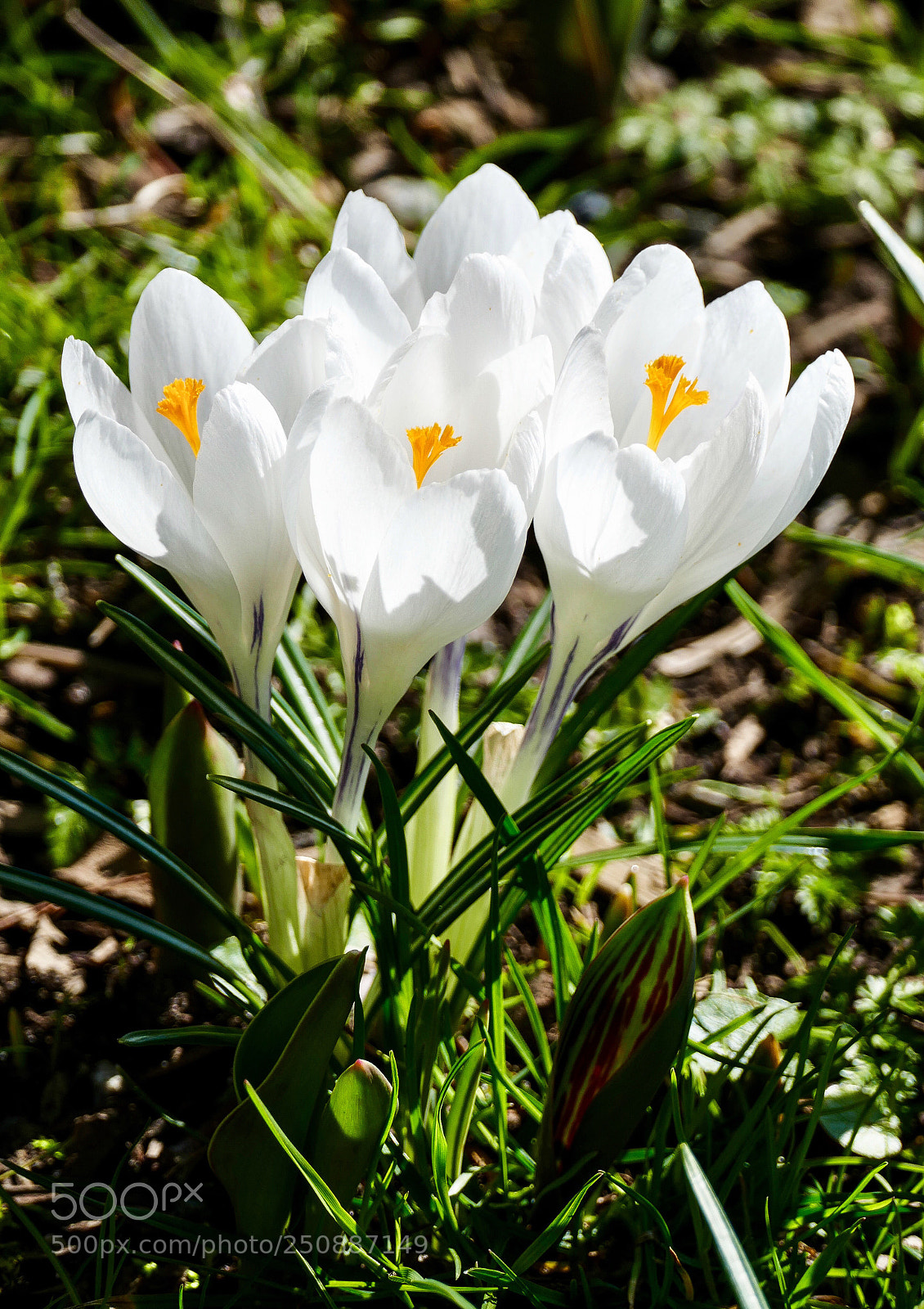 Panasonic Lumix DMC-FZ1000 sample photo. Pure white photography
