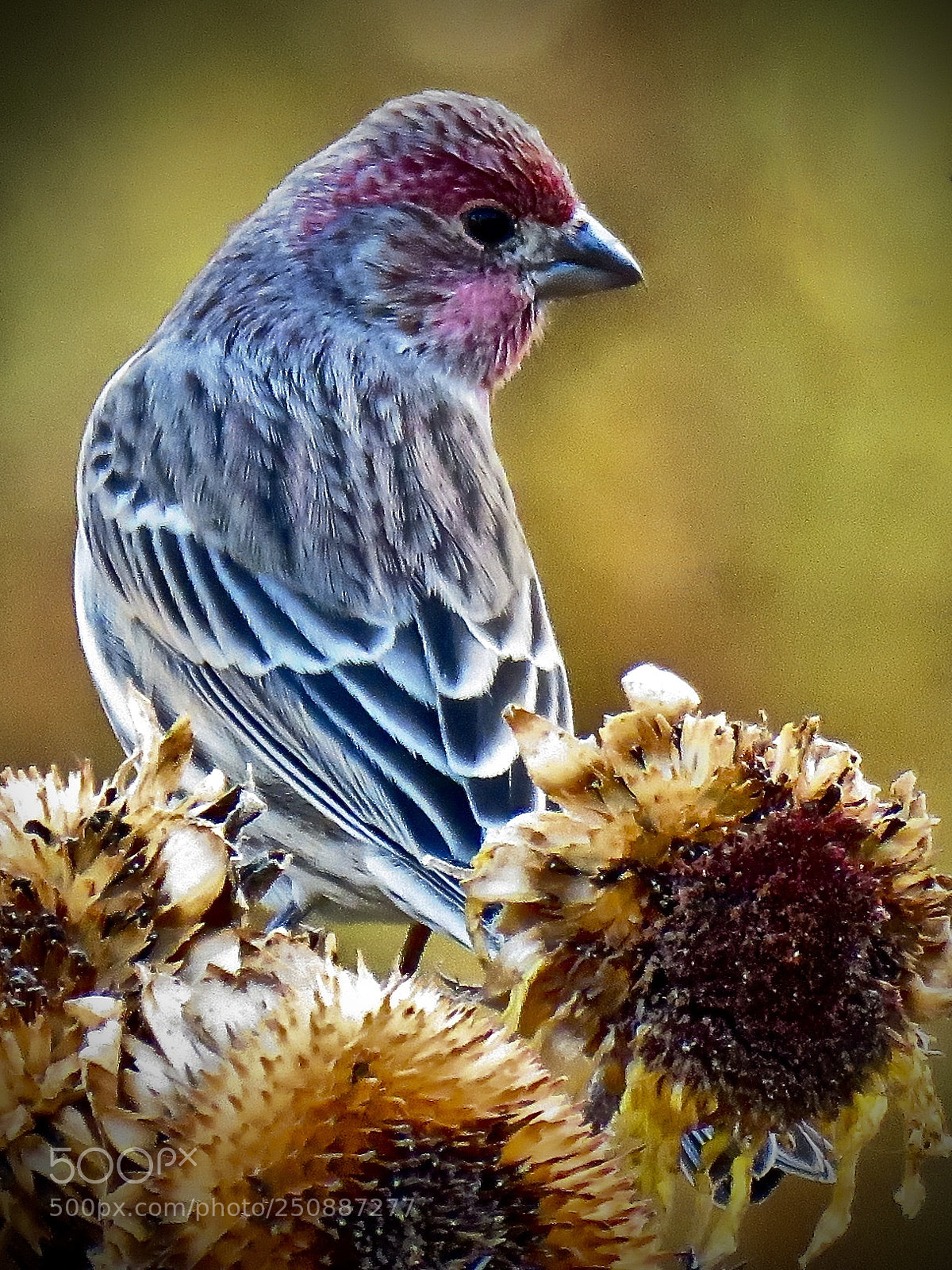 Canon PowerShot SX60 HS sample photo. Crimson photography
