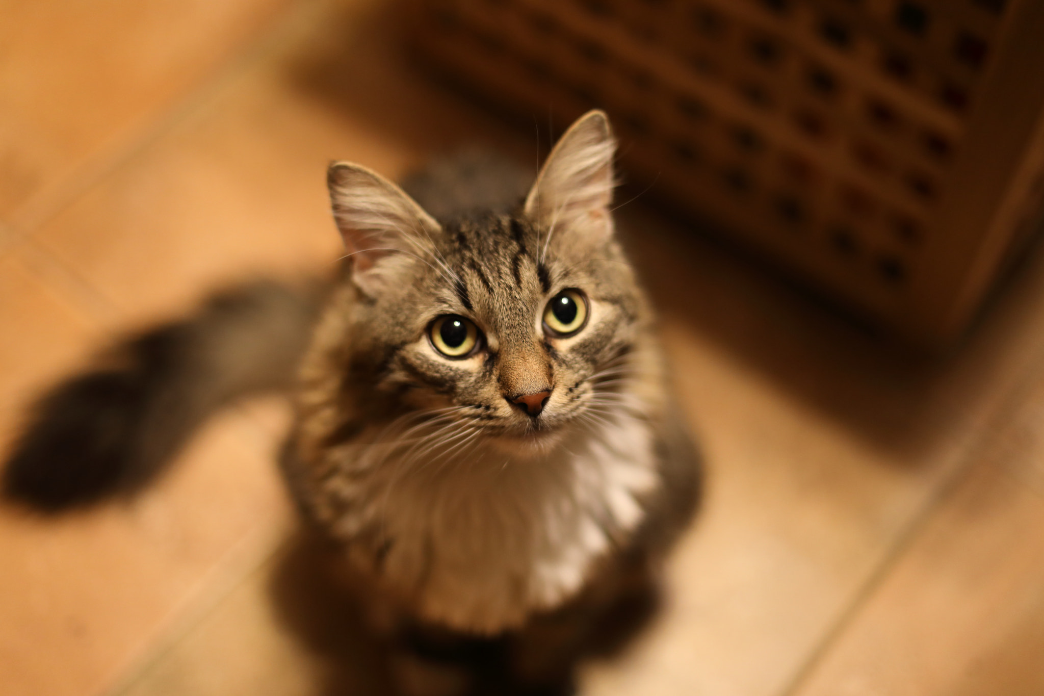 Canon EF 50mm F1.4 USM sample photo. Cat begging photography