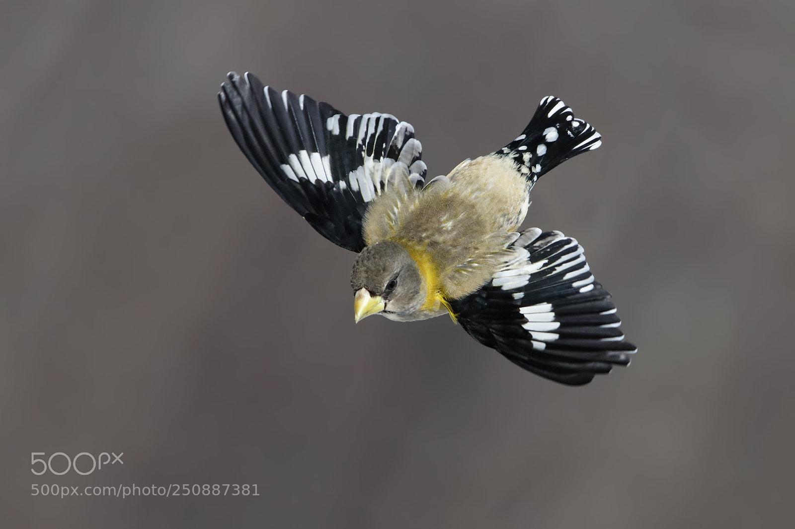 Canon EOS-1D X Mark II sample photo. Evening grosbeak photography