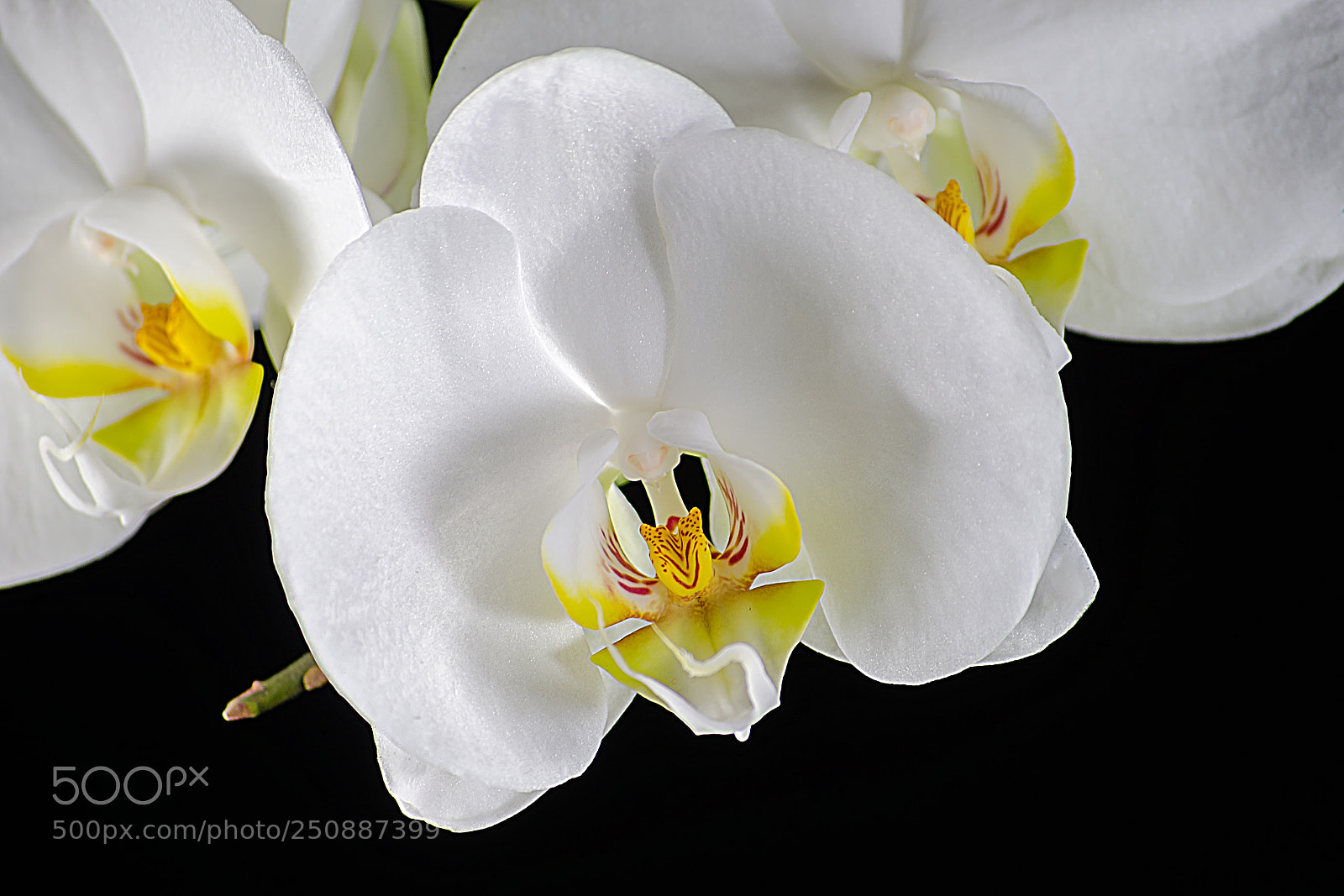Nikon D5100 sample photo. Цветы photography