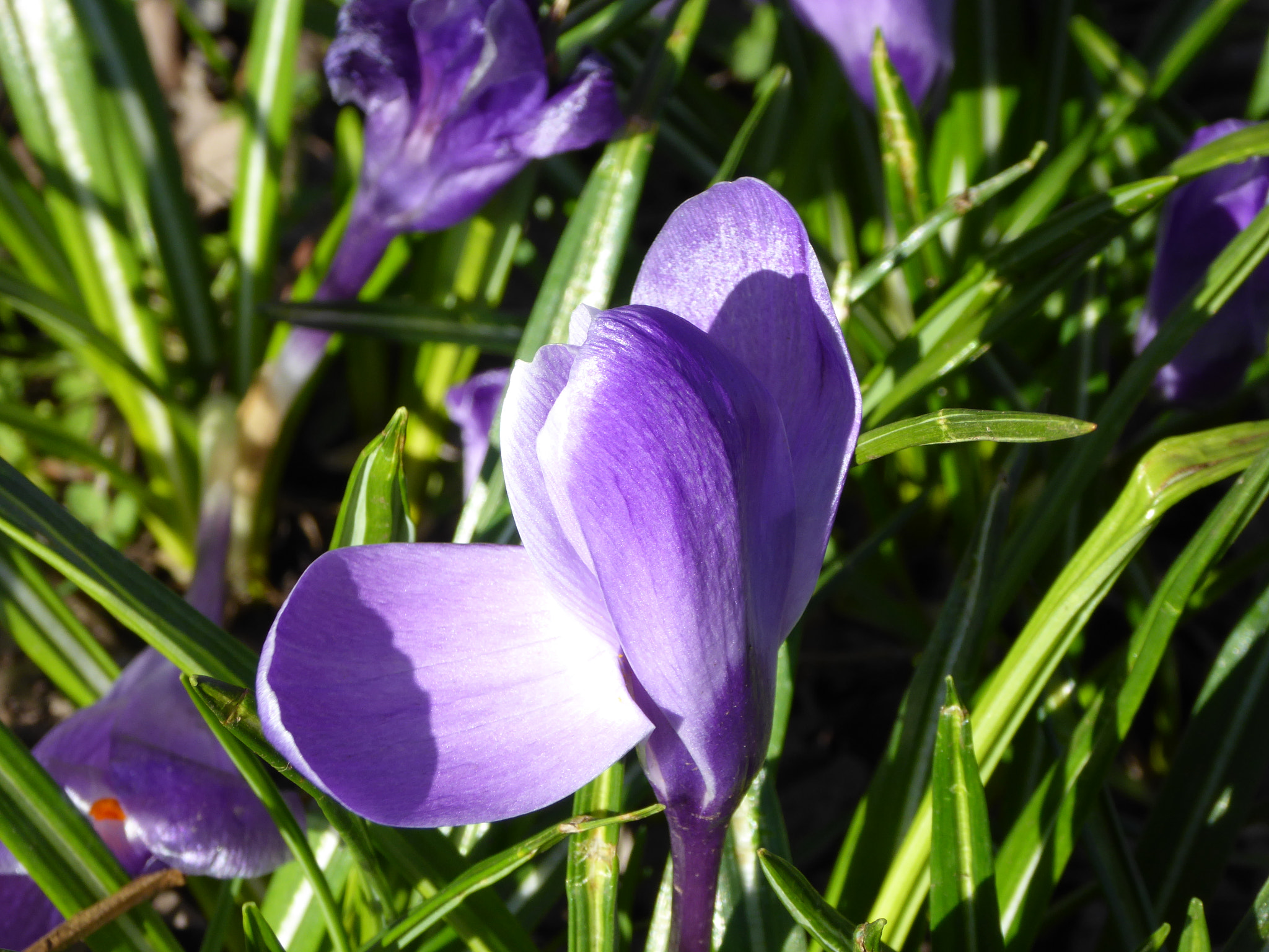 Panasonic Lumix DMC-ZS40 (Lumix DMC-TZ60) sample photo. Spring photography
