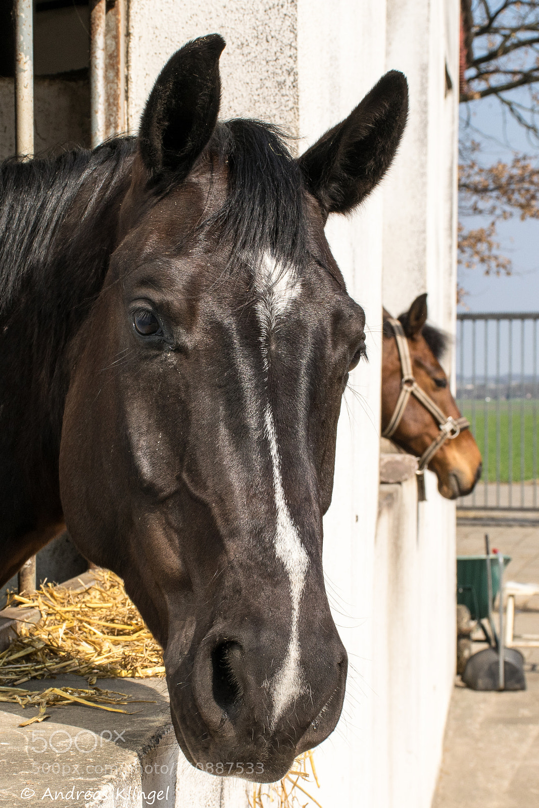 Nikon D5300 sample photo. Pferd photography