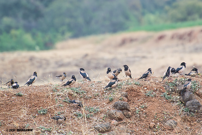Nikon D3100 sample photo. Rosy starlings photography
