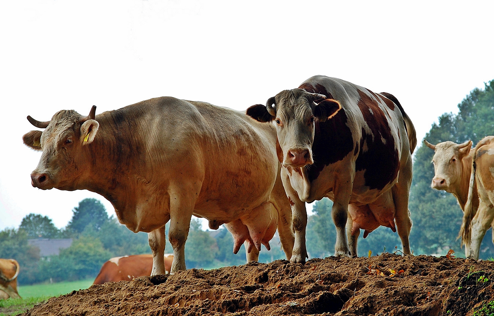 Nikon D40 + Sigma 18-125mm F3.8-5.6 DC OS HSM sample photo. Cows viewing photography