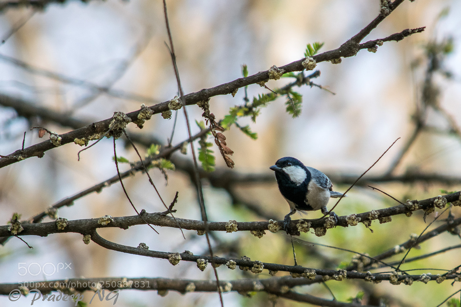 Nikon D3300 sample photo. Great tit photography