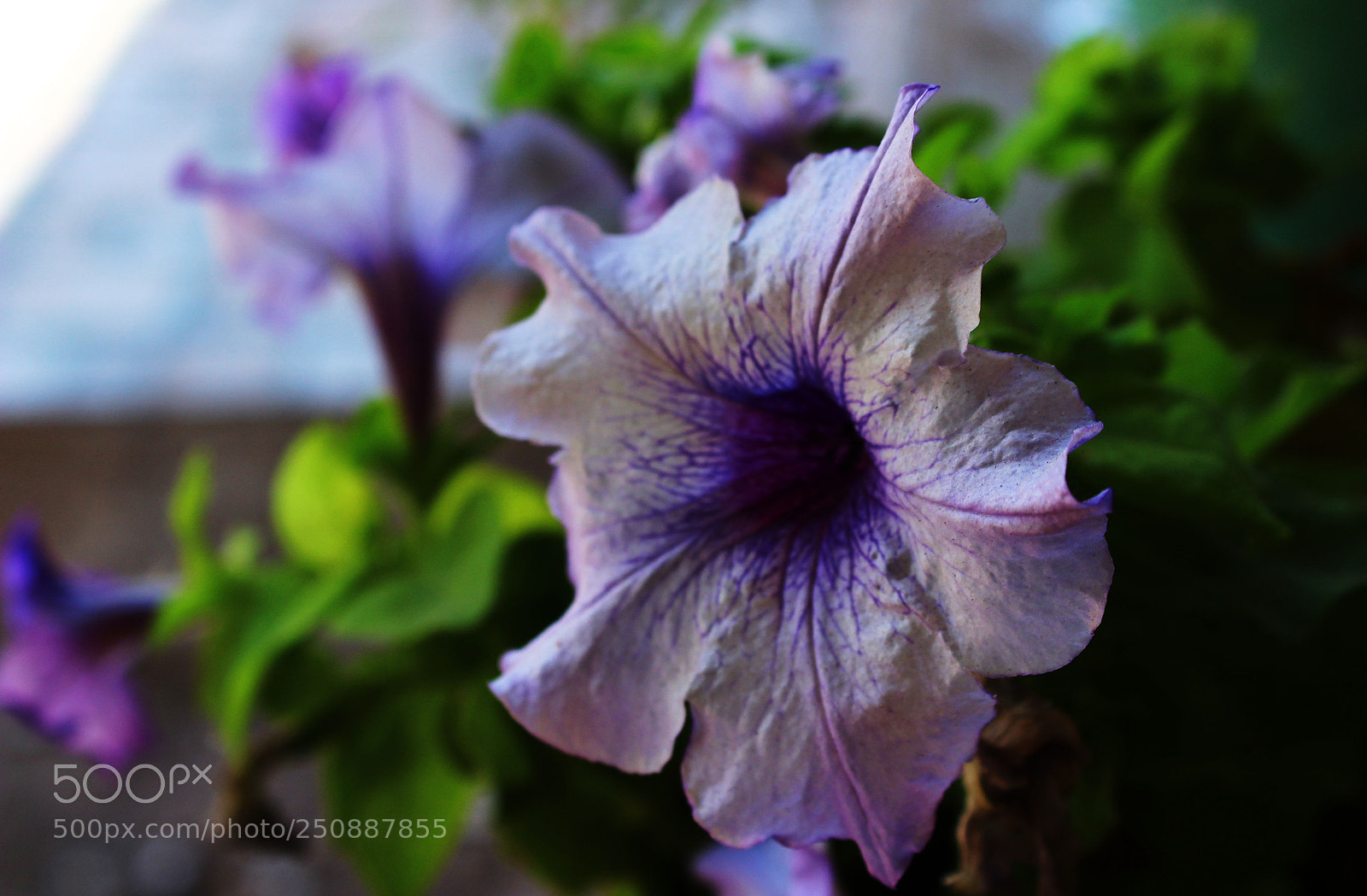 Canon EOS 1300D (EOS Rebel T6 / EOS Kiss X80) sample photo. Flor photography