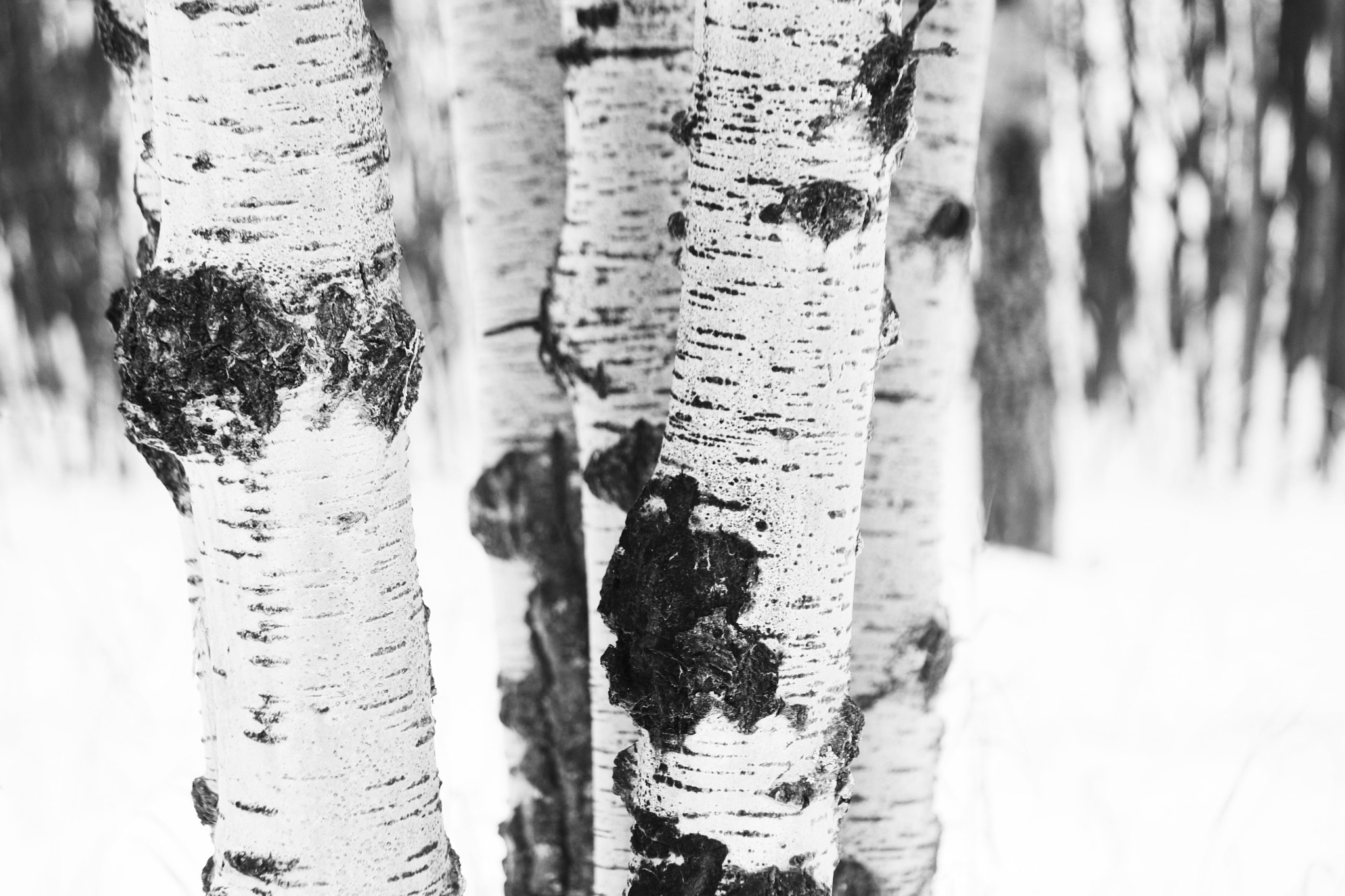 Canon EF-S 55-250mm F4-5.6 IS II sample photo. Winter woods photography