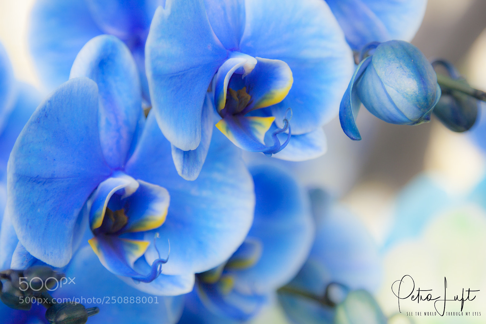 Canon EOS 50D sample photo. The blue orchids photography