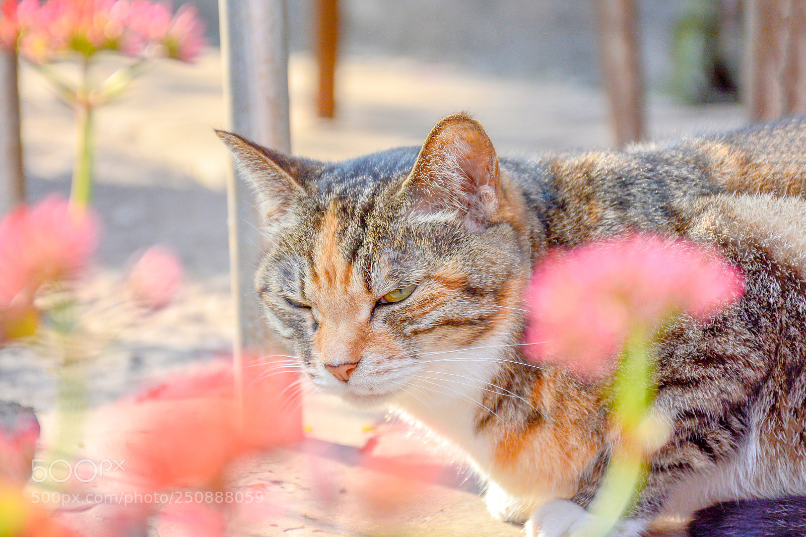 Nikon D7100 sample photo. Untitled photography