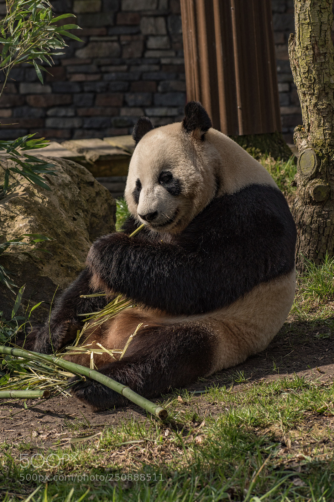 Nikon D5500 sample photo. Bamboo time photography
