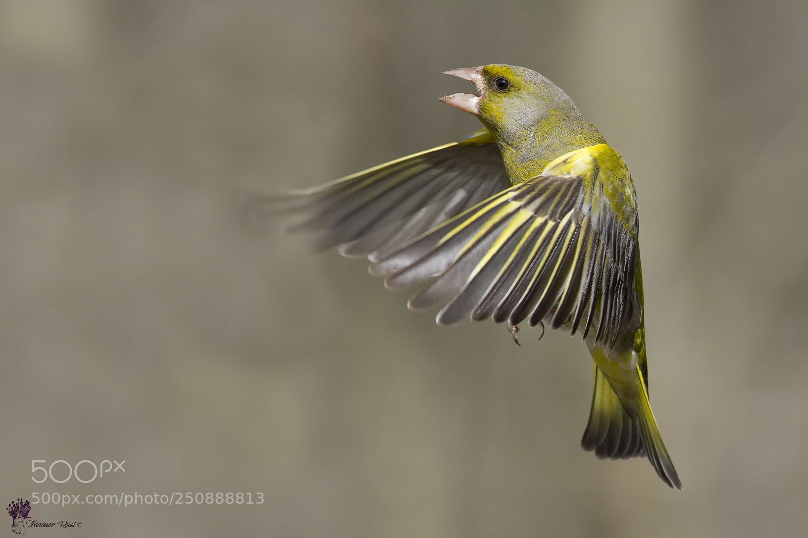 Canon EOS 7D sample photo. Greenfinch, verdone photography