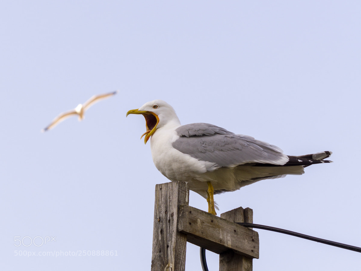 Sony a6000 sample photo. Bird in distress photography