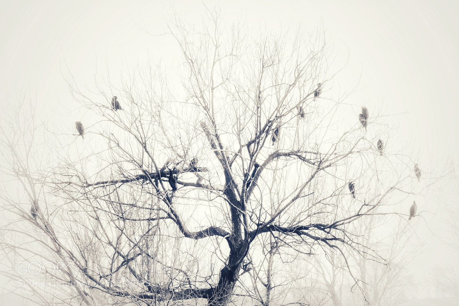 Nikon D7100 sample photo. The tree of luck photography