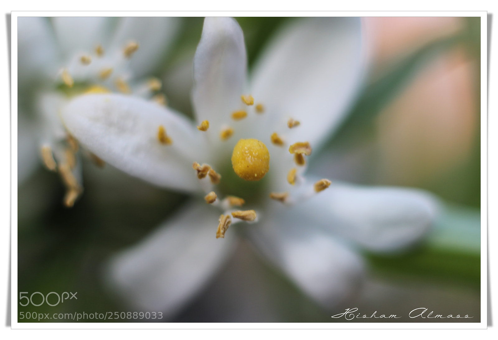 Canon EOS 600D (Rebel EOS T3i / EOS Kiss X5) + Canon EF 50mm F1.8 II sample photo. White.. photography