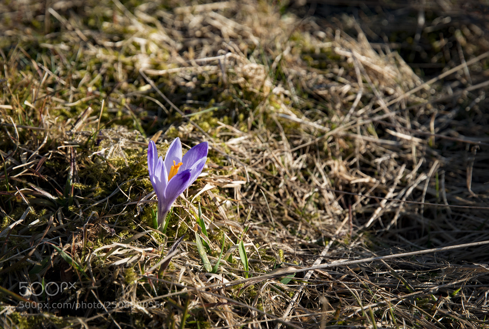 Nikon D5500 sample photo. One flower of saffron photography