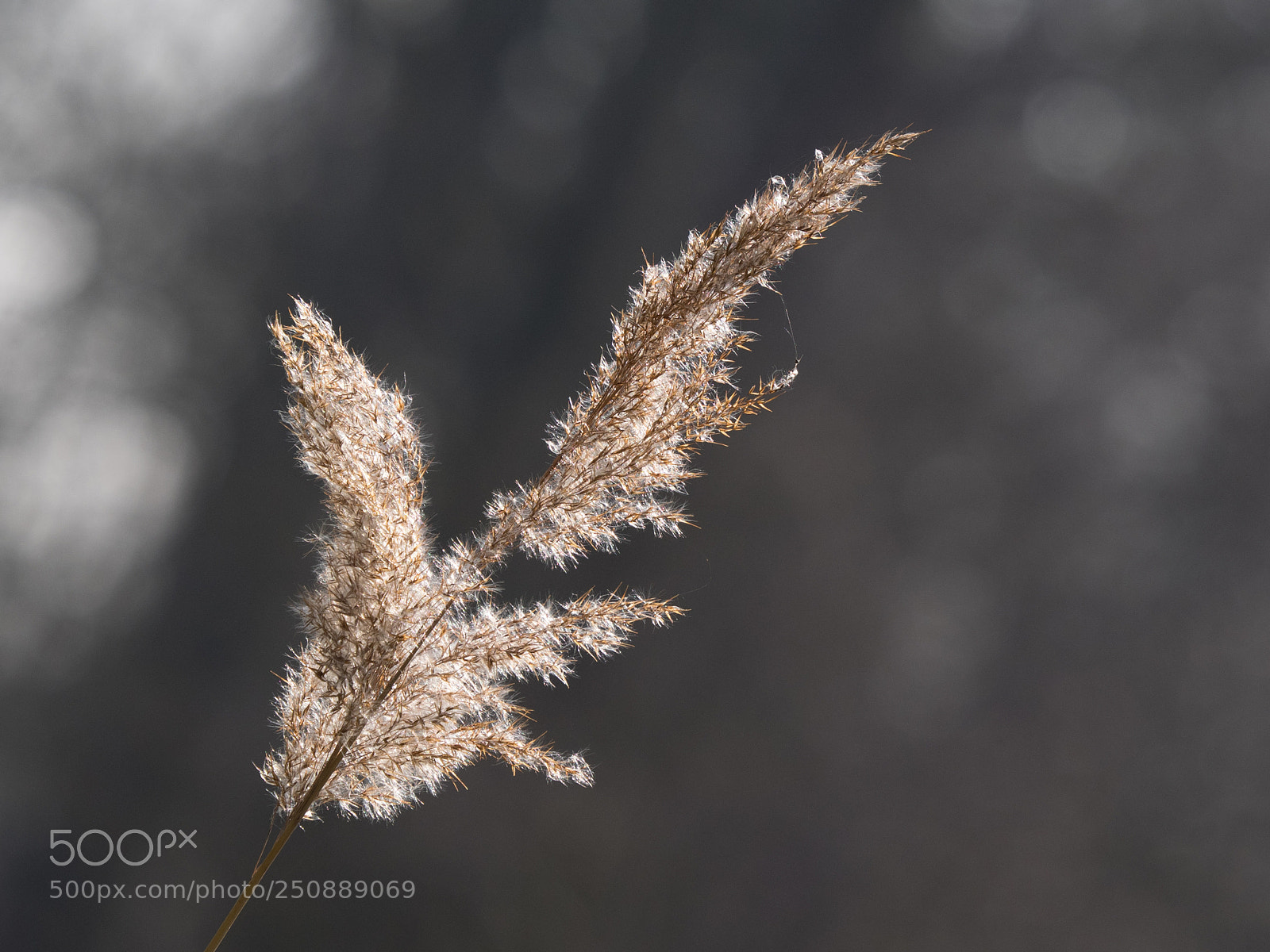 Olympus OM-D E-M1 sample photo. Gegenlicht... photography