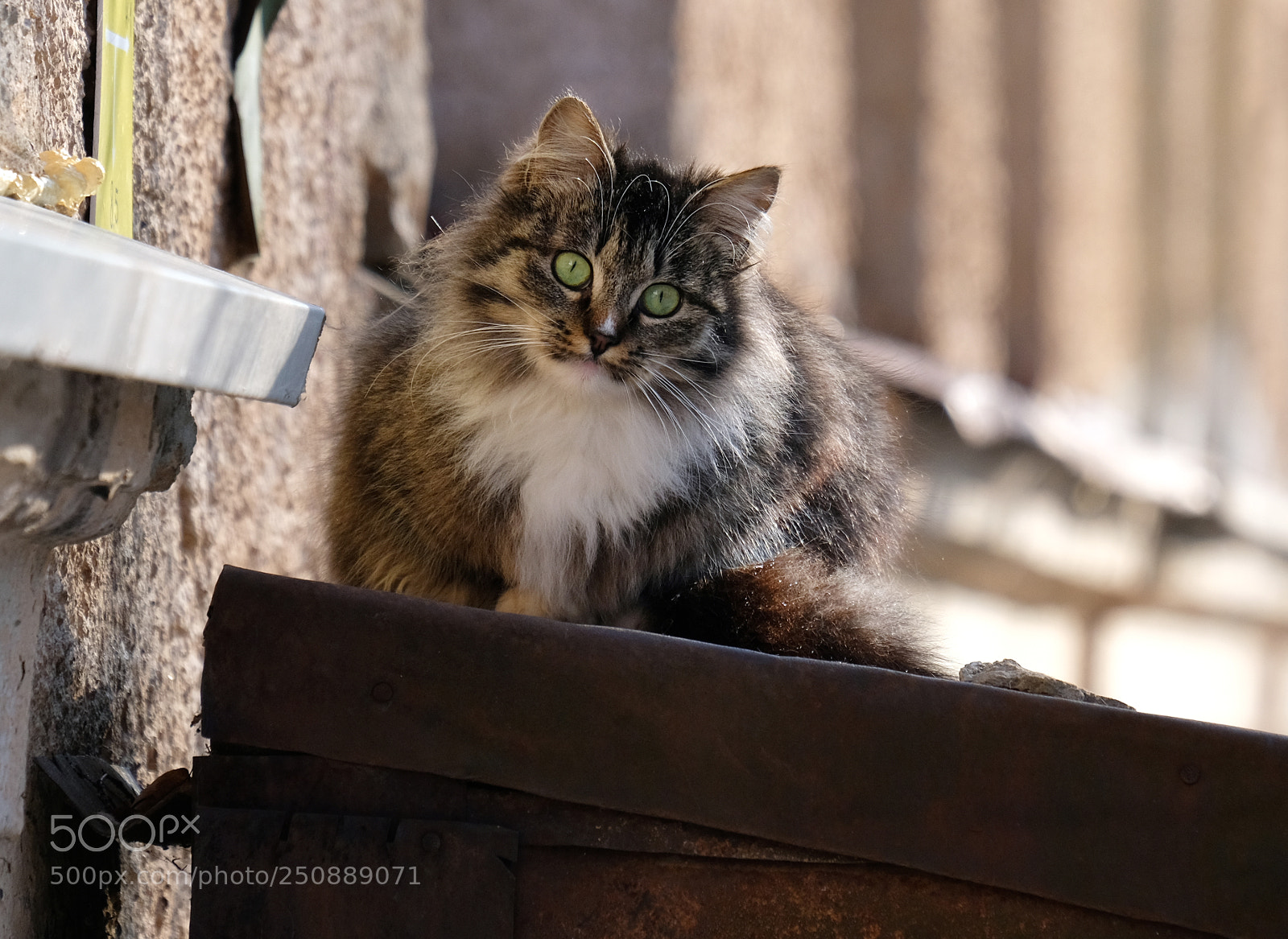 Fujifilm X-T20 sample photo. Sun looked out photography