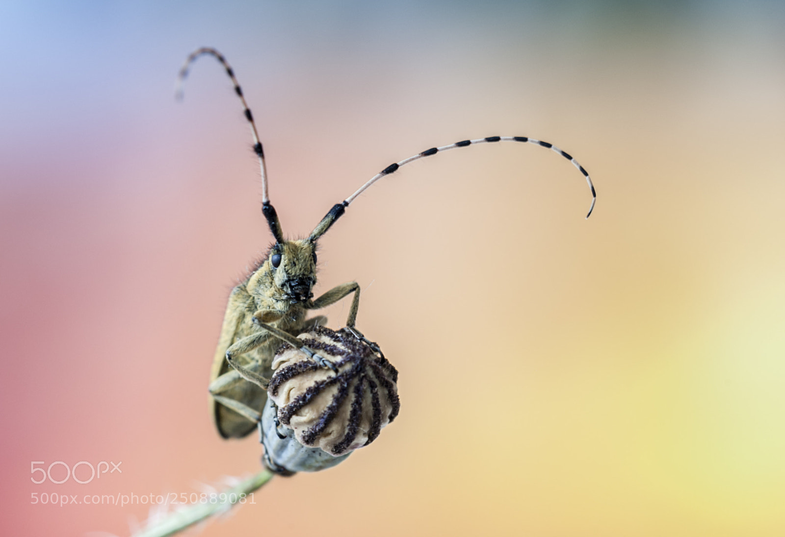 Nikon D3 sample photo. Cornilargo photography