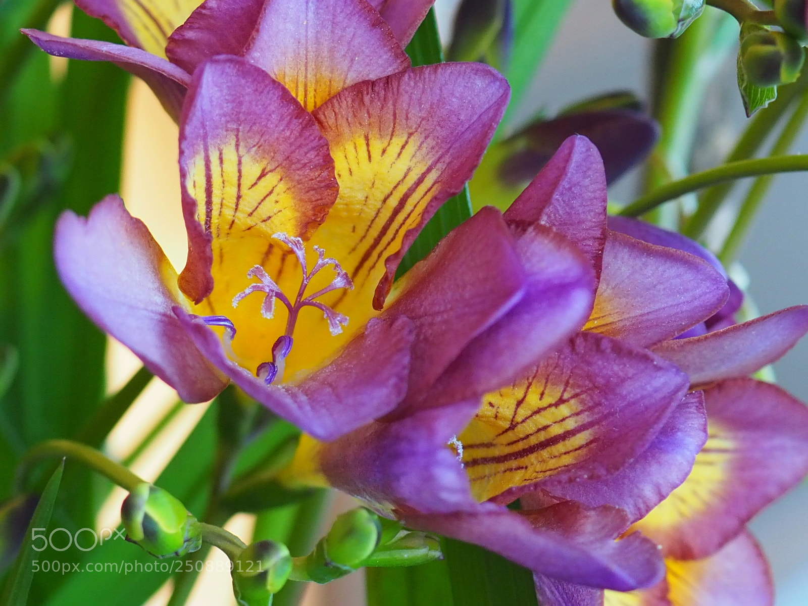 Olympus OM-D E-M10 II sample photo. Polychromy... photography