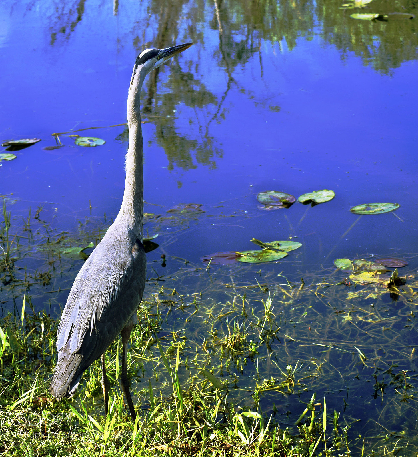 Nikon D3300 sample photo. Crane photography