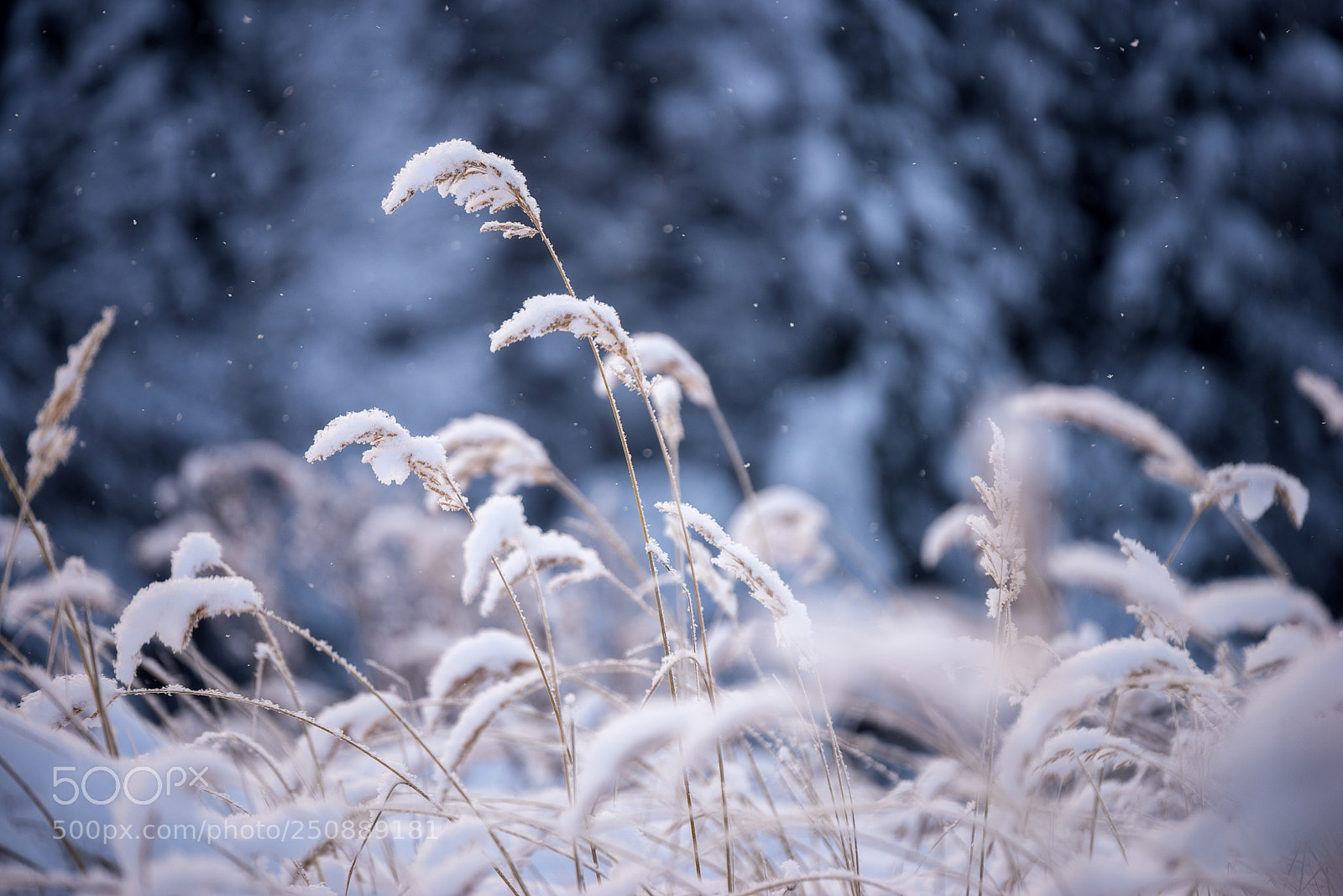 Nikon D610 sample photo. 882. winter ears iii photography
