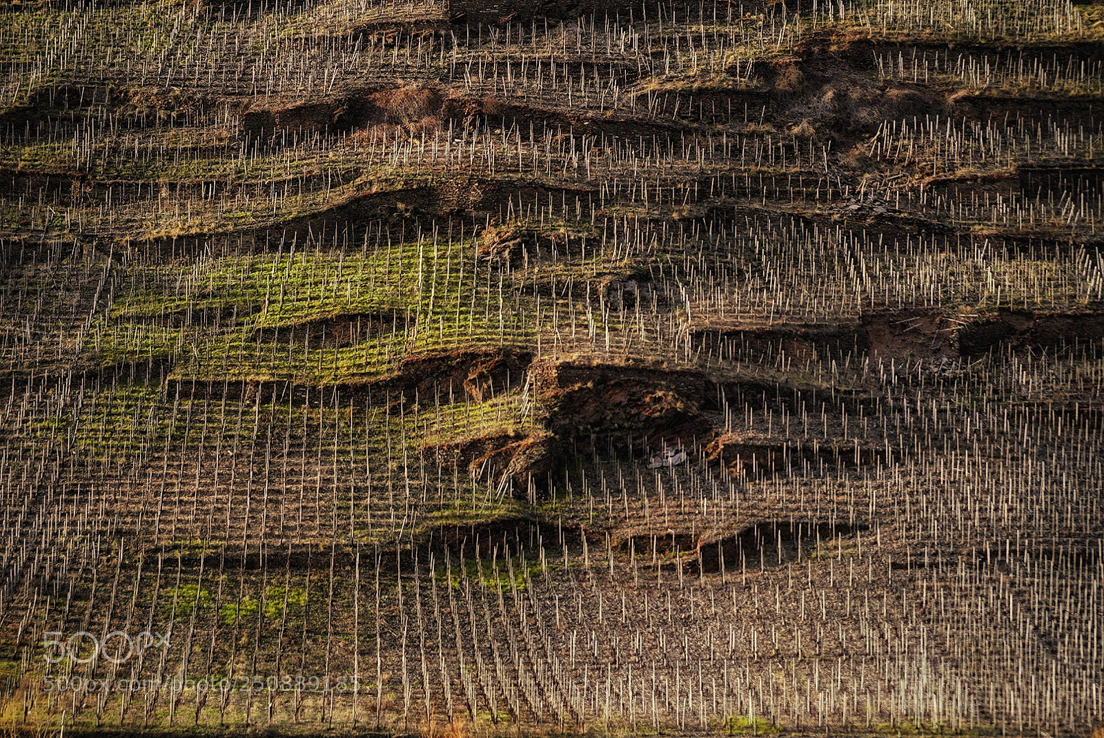 Sony a6300 sample photo. Before the wine grows photography