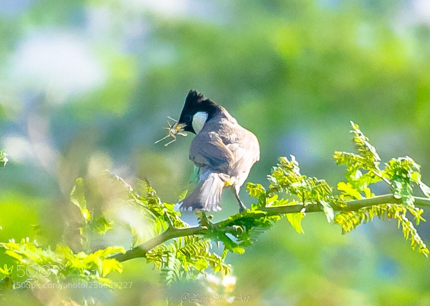 Nikon D5100 sample photo. Feeding time... photography