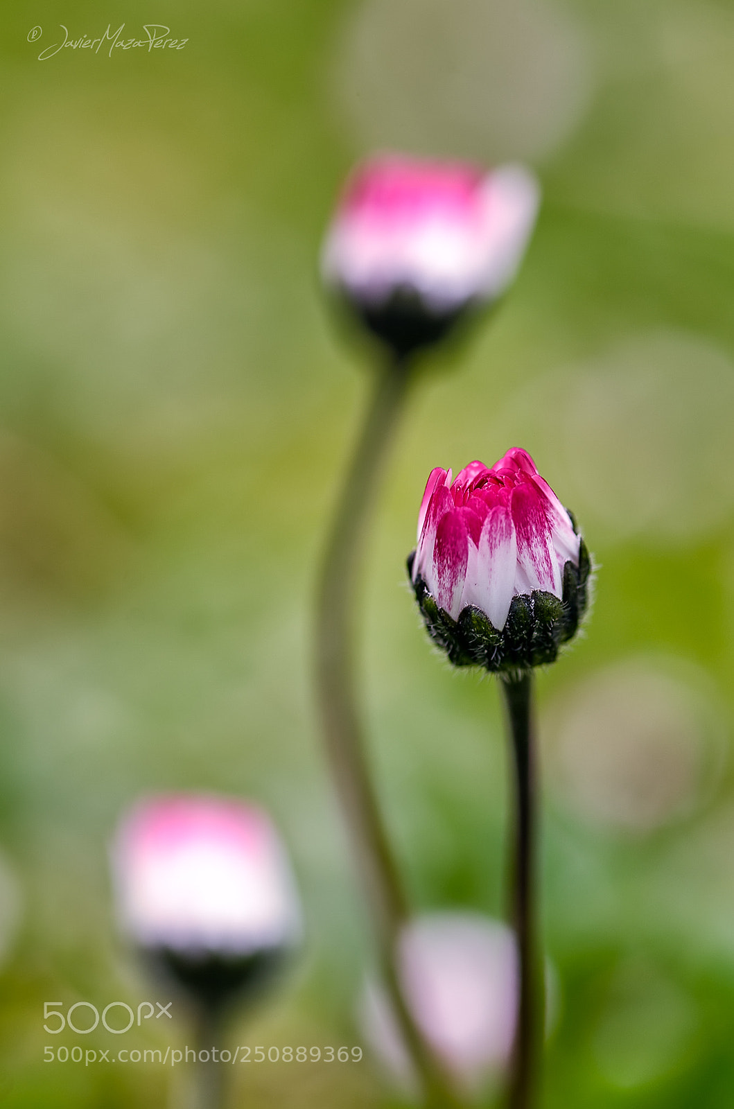 Nikon D7000 sample photo. Esperando la primavera..... photography