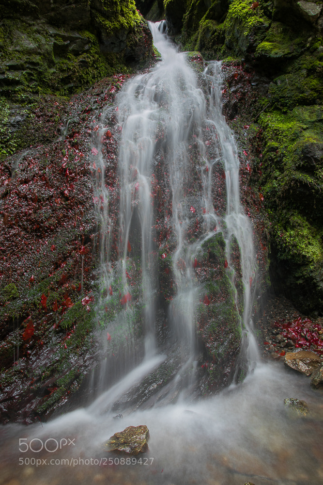 Canon EOS 5D Mark IV sample photo. Lsa photography
