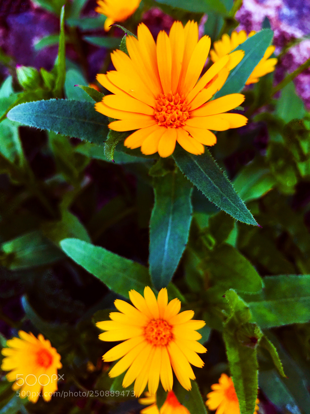 Apple iPhone 6s Plus sample photo. Flores photography