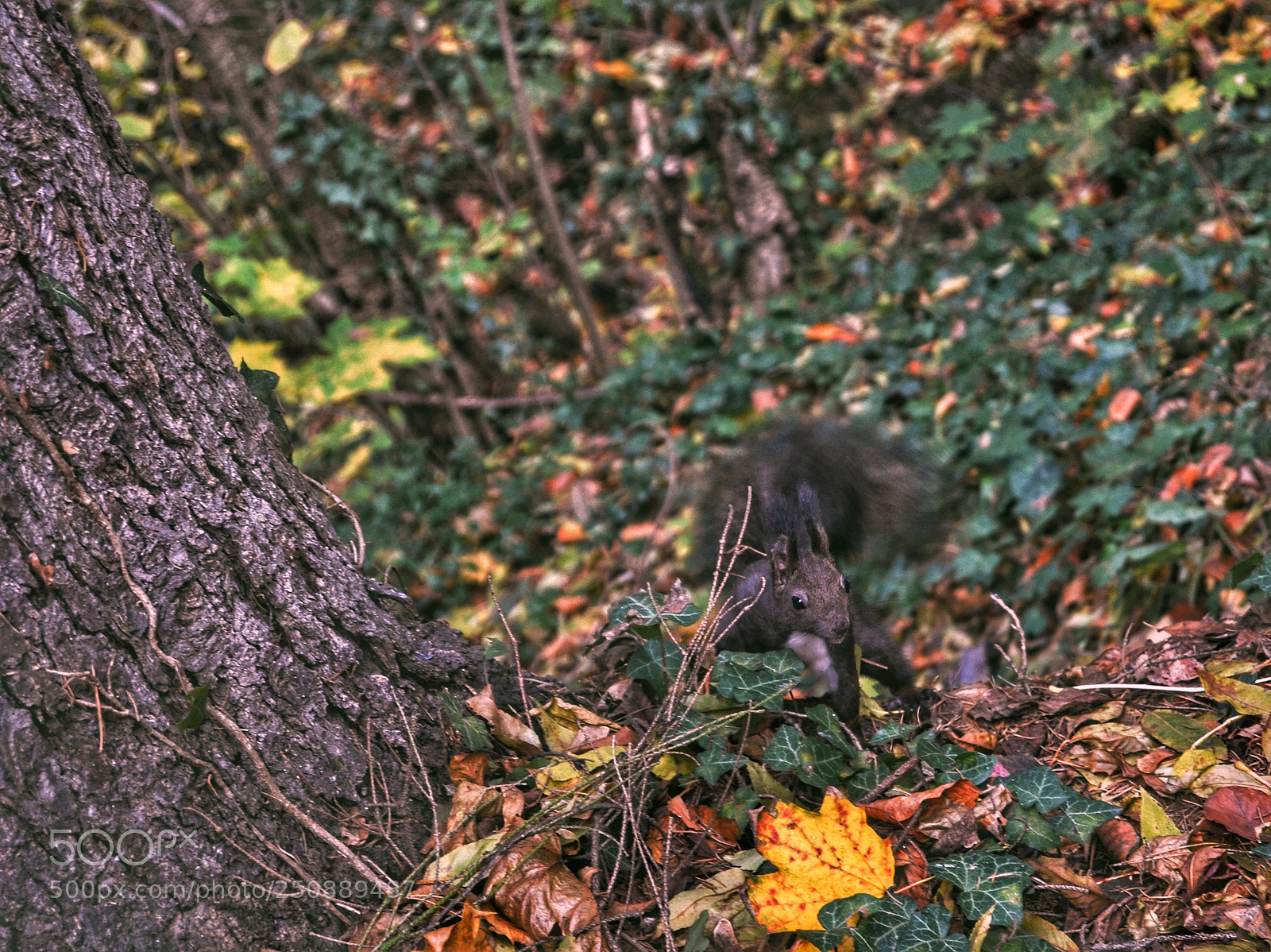 Nikon D3100 sample photo. In the forest photography