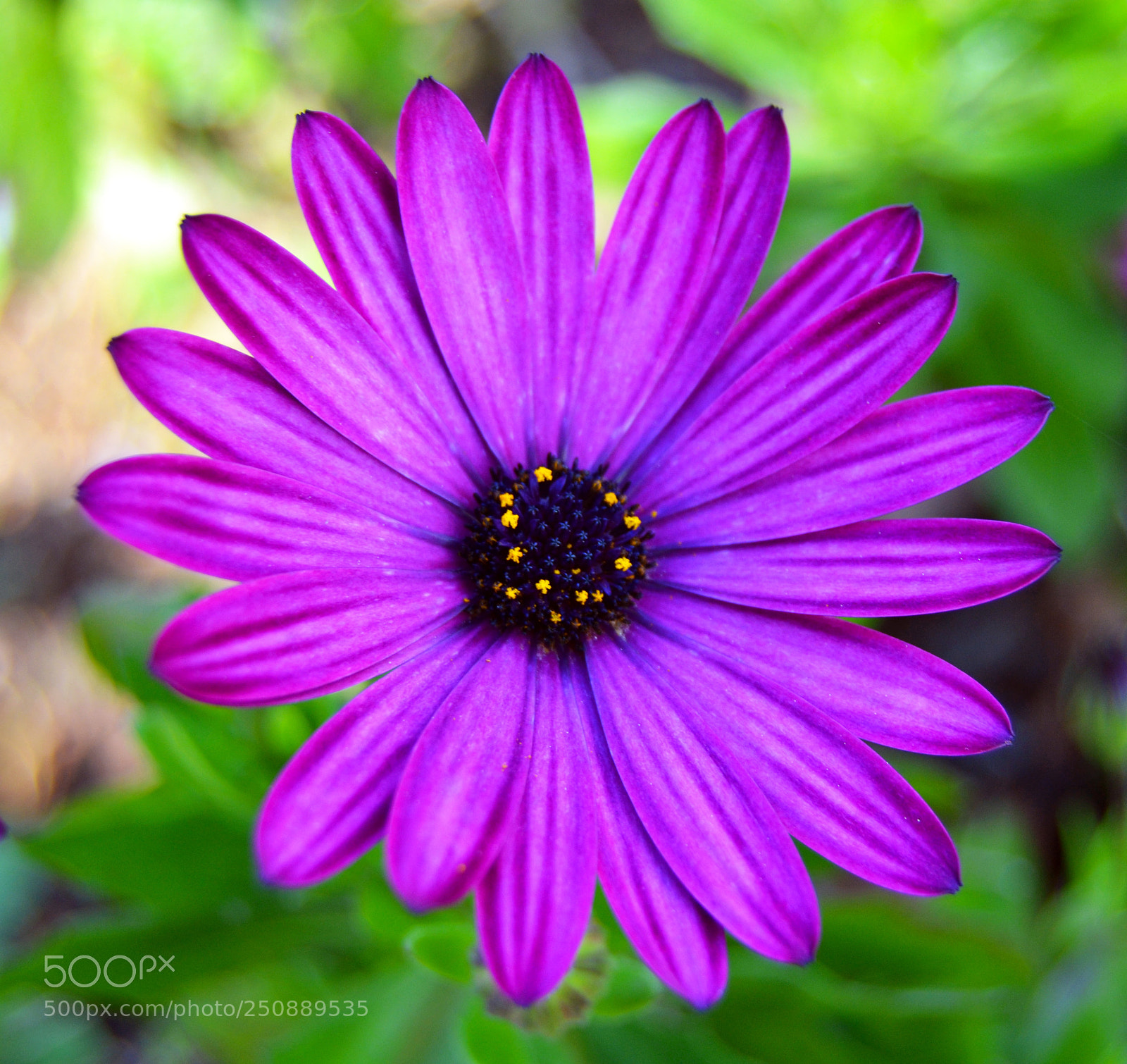 Nikon D3100 sample photo. Flor photography