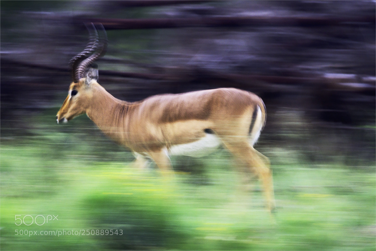 Sony a6000 sample photo. Impala in bewegung photography