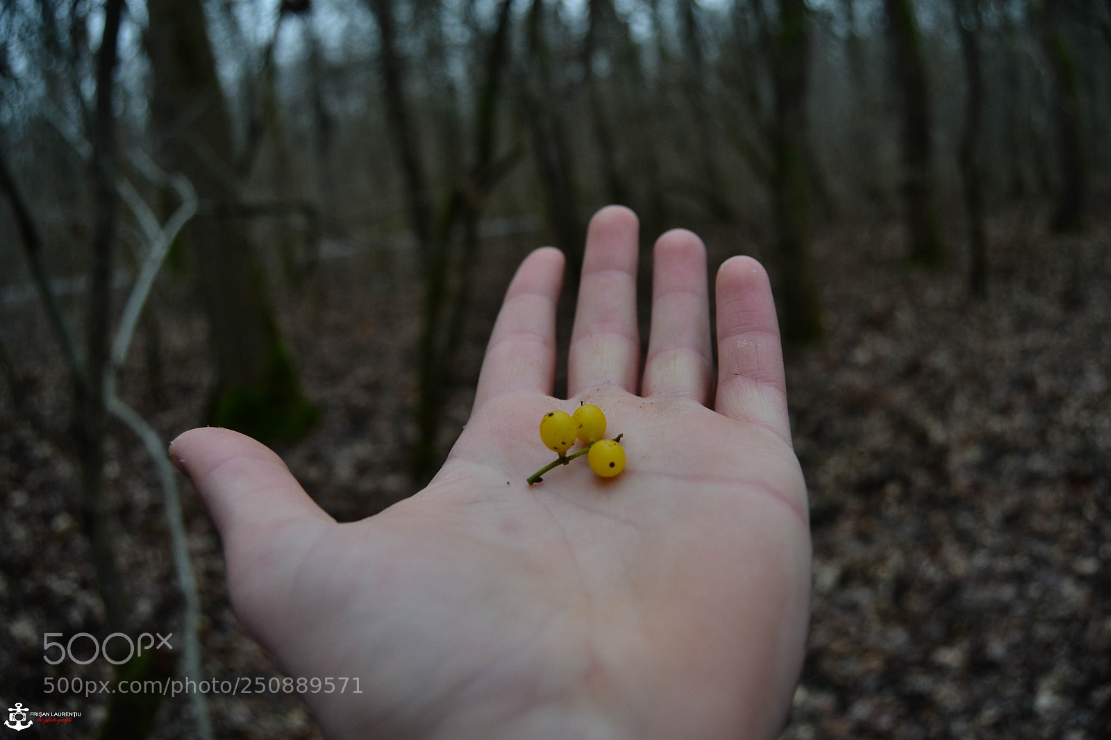Nikon D3100 sample photo. Yellow photography