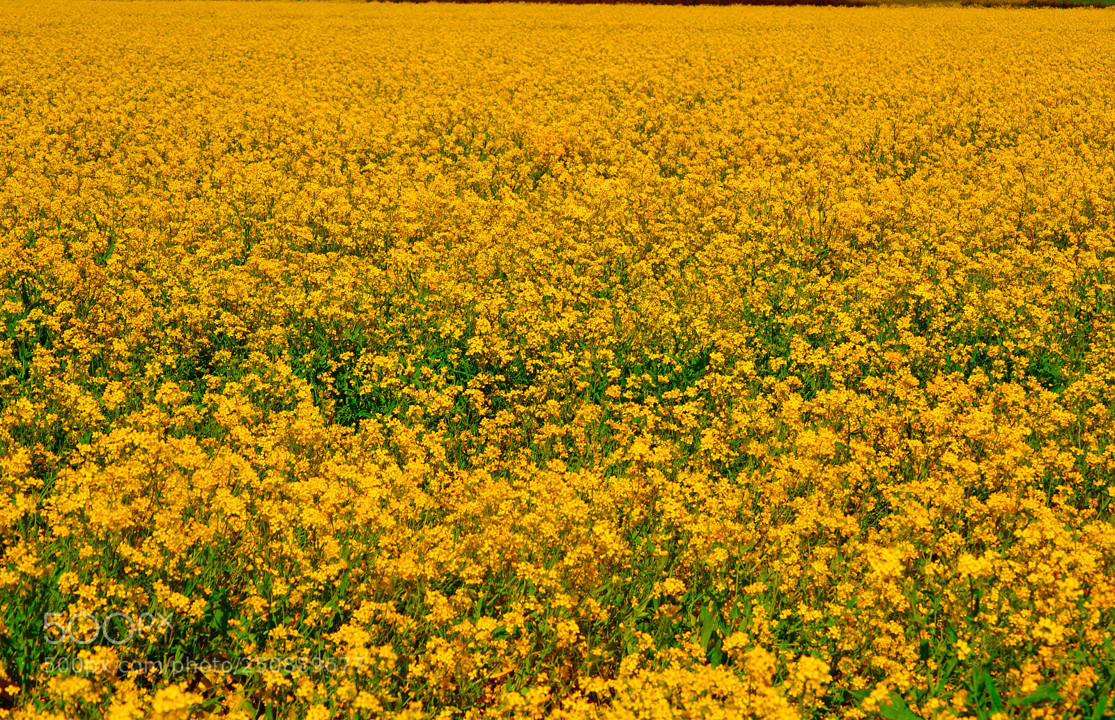 Nikon D3100 sample photo. Campo amarillo photography